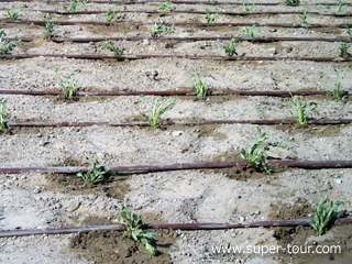Photo: The desert is being turned into blossoming gardens
